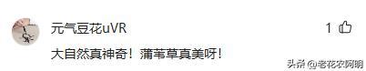 昆明一公园，因“芦苇草太梦幻”走红，网友：太美了，染色了吧？