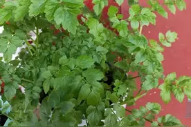 5个菜根头别扔，插土里就能活，一个月就能长成小菜园！图片