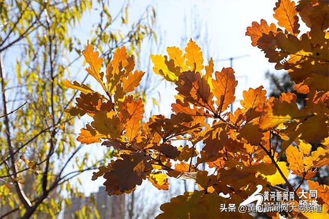 黄花公园秋意深 游客笑语映秋云