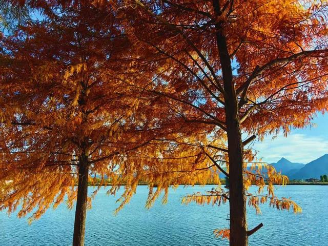 丽江初冬藏不住了！中济海公园的水杉变黄了，随手拍都是大片