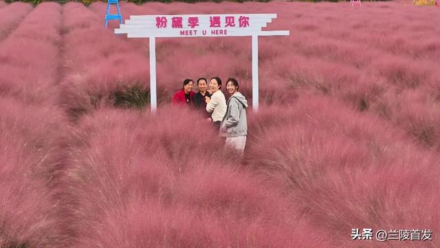 好客山东好品山东｜快看！山东的秋天是粉色的
