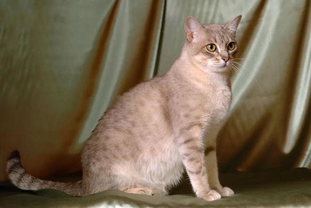 全世界100个宠物猫品种大赏！