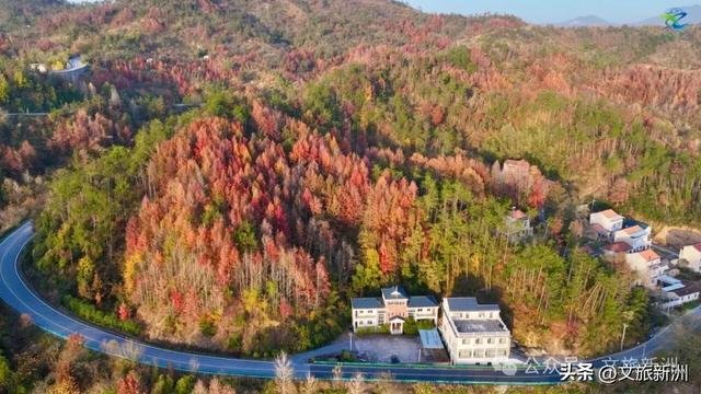 别去日本了!新洲的“同款”风景,美得更懂你