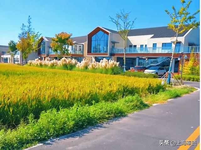 “美美与共”秋日探访季之“美景”稻香篇