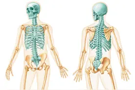 【看图识骨】掌握颅骨的小知识！图片