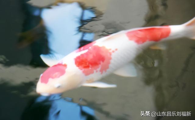 昌盛花园二期西区的冬景(下)