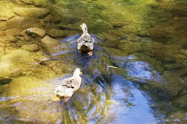 成都以西的隐秘小村，赏萤火虫、溪涧踩水、探秘溶洞…1.5h刹拢！