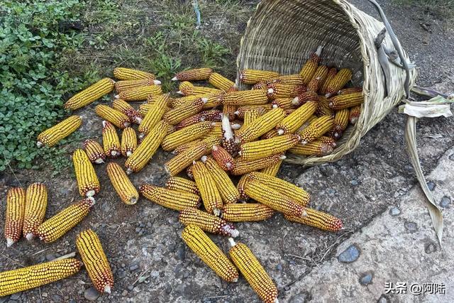 在泸沽湖畔掰玉米，体验大凉山彝族人的农村生活，辛苦并快乐着