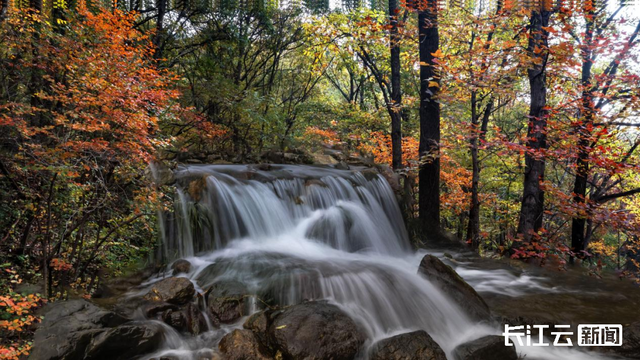 评分秋色：随州为啥被称为“杏”运城市？