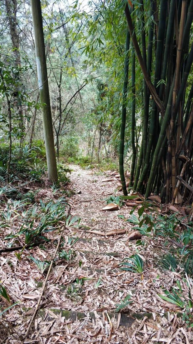 重庆荒效野岭发现大量石碑，碑身高大雕工精美，每块都有百年历史