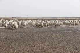 “咩咩”叫声开启鄂托克草原的“暖春”图片