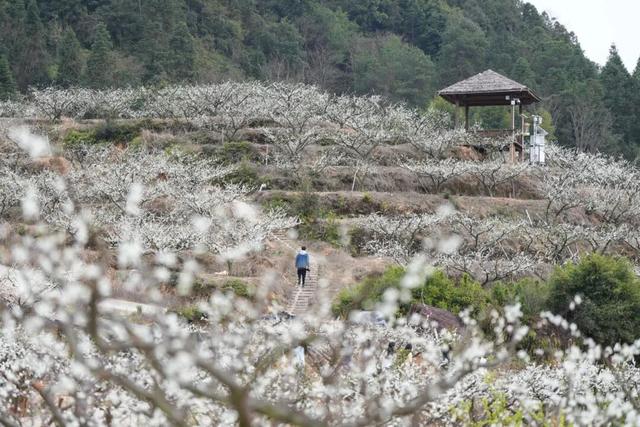 官宣：盛花期已到！武平封侯千亩李花基地美成仙境！高清实拍——