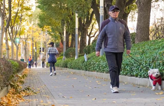 探徐汇｜赴一场落叶之约！徐汇街头美成童话