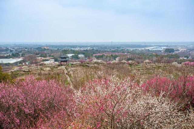 2月早春风光，7个赏花胜地，漫山遍野花香，率先打开春天