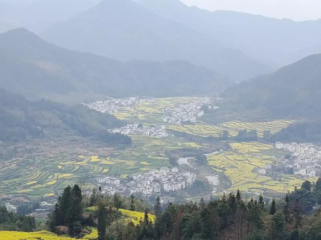 婺源油菜花花期播报/助力花海盛放，光影绝佳，适合摄影打卡