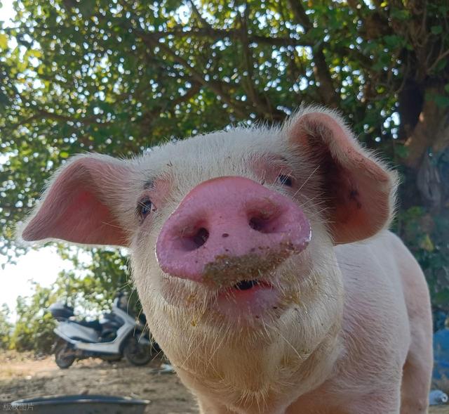 树大招风！属猪人自己太好了而容易遭人嫉妒，有时候难免出现麻烦