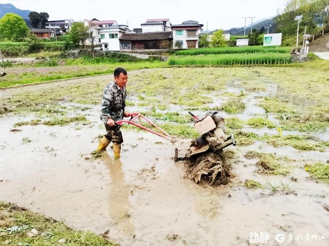 茶寨贡米：梵净山下的自然馈赠