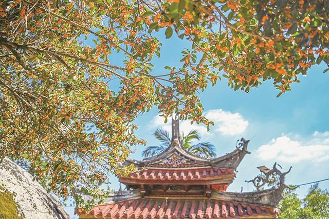 一片奇寺 百年桂花开两色