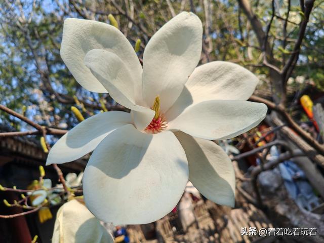 北京公园赏花记