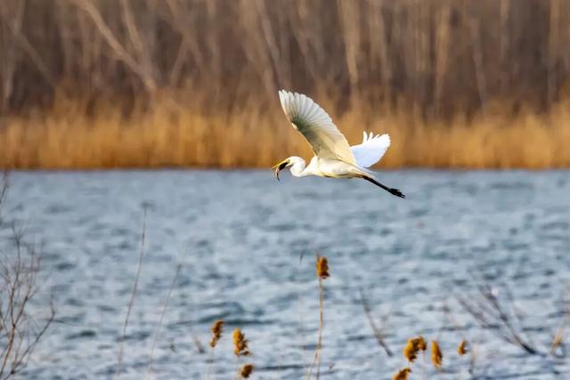 来东平！过大年！解锁不一样的年味~
