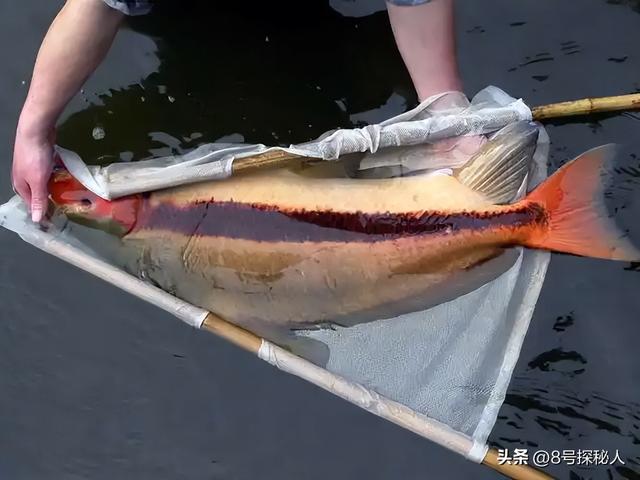 2006年长江惊现“美人鱼”，重庆渔民误捕一条	，专家：出水必死
