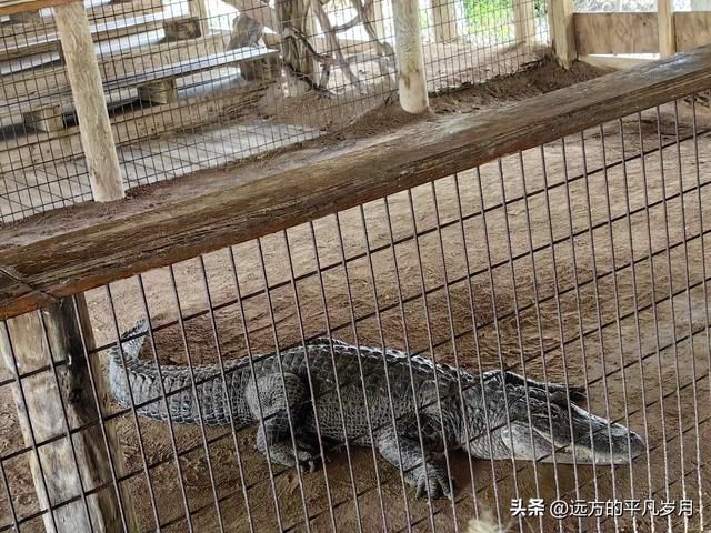 大沼泽地美国国家公园（迈阿密游记三）