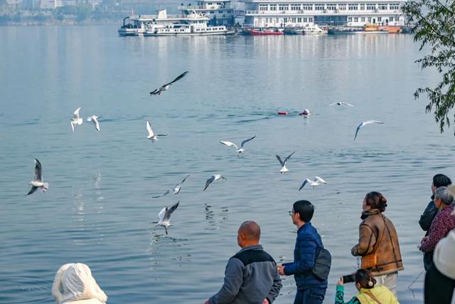 鸥！来了！“鸥”遇点位请收藏→🤳🤳🤳