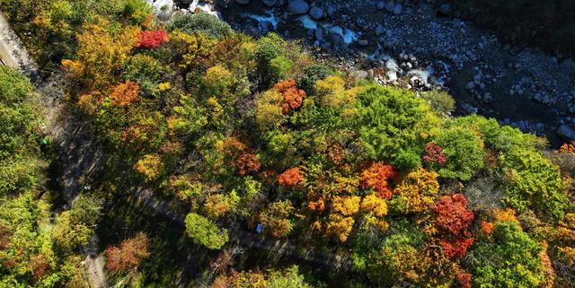 看满山红叶来这里，离广元2仅小时，3条线路任你玩，人少景美！