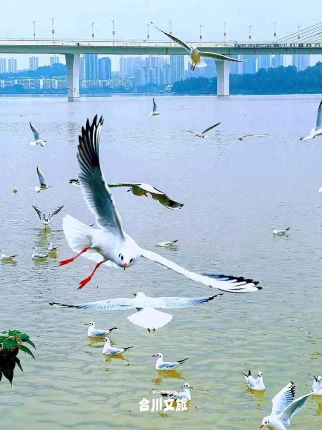 鸥！来了！“鸥”遇点位请收藏→🤳🤳🤳