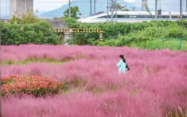 一秒圈“粉”！浙江秋天最动人的“粉色云雾”来了
