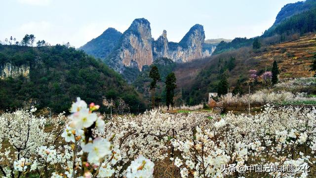 春风有信，花开有期：月照养生谷樱桃花海绘就春日浪漫图鉴