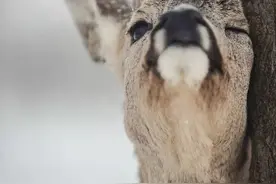 东北傻狍子有多傻？傻到这份上都没灭绝，为什么遇到人类就怂了？图片