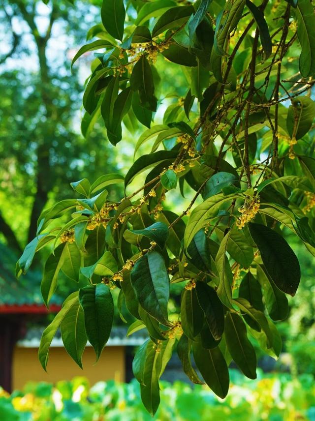花漾邛州 | 秋意浓，满城桂雨润临邛