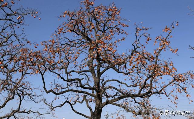 有人说，不就是个彬州烂怂柿子，有啥好拍！