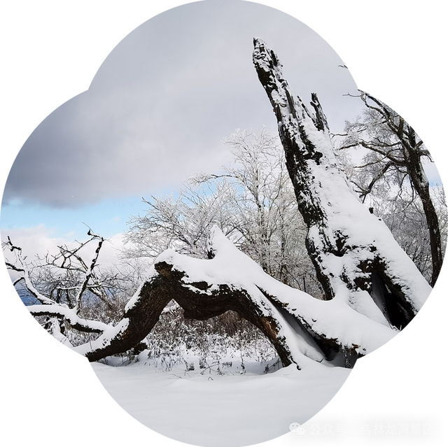 央视都来打卡！龙湾四方顶的玉树琼花，美成冰雪天花板