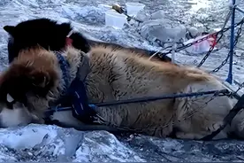 狗拉雪橇被指虐狗，动物保护组织：保障健康的情况下，狗为人类服务是合理的图片