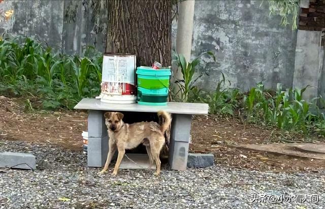 狗主人被反杀案开庭，9人闯门打砸，妻子后悔冲动，更多细节披露