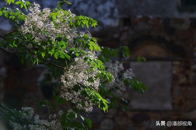 到无锡“楝城"去走走，看紫色，闻花香