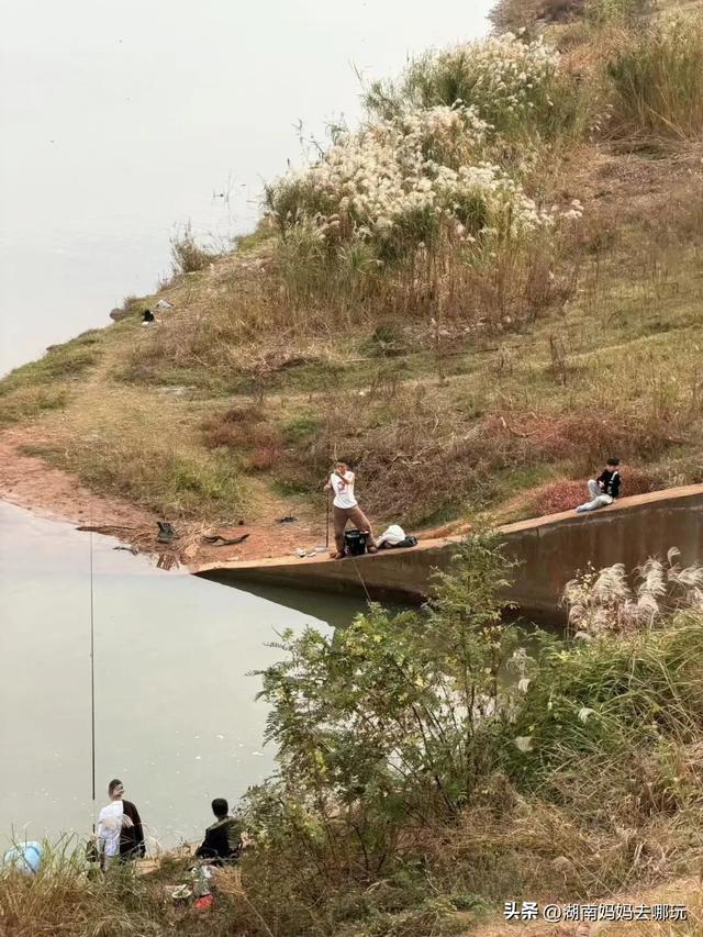 冬日遛娃就去长沙“济州岛”！水杉染红，芦苇摇浪，0元解锁 “橘子海” 日落