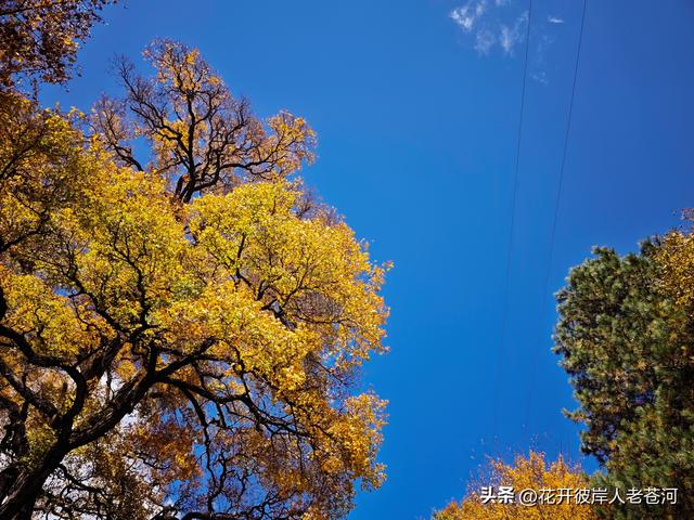 米亚罗彩林季，观赏一日游！