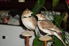 中国传统的四大名鸟，还有哪种可以养？有人养难道不是保护它们？图片