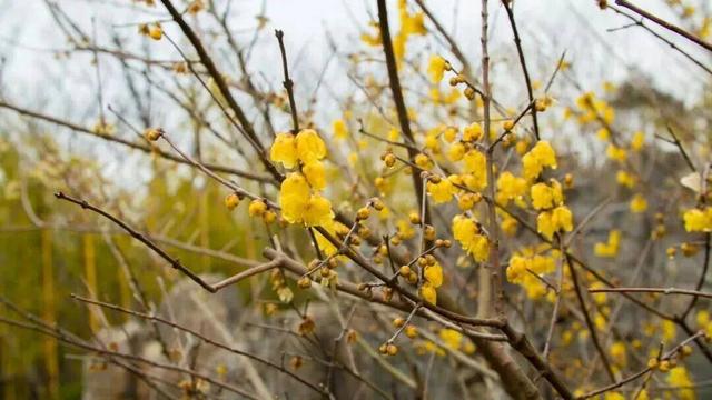 香香香香香！金坛茅山的第一波蜡梅开了！