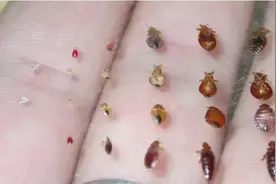 床虱最怕的三个克星，让你远离被“啃”图片