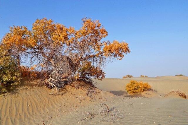出片率100%！赴一场沙漠胡杨的金色之约