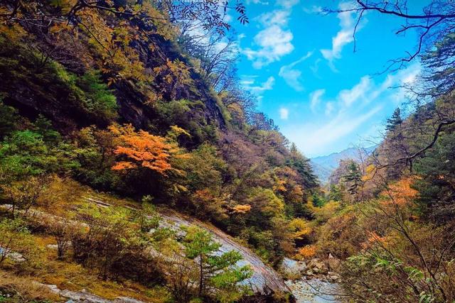 The Qinling Mountains in painted splendor｜秦岭彩叶大赏，美到“巅峰”