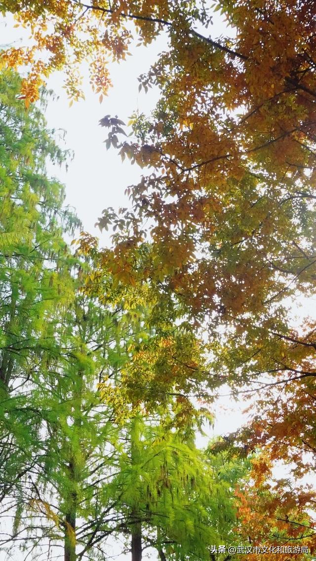 啊“秋”，彩林已上线，快收下这份斑斓！