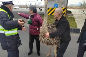 合肥街头惊现鸵鸟！警民合力控制图片