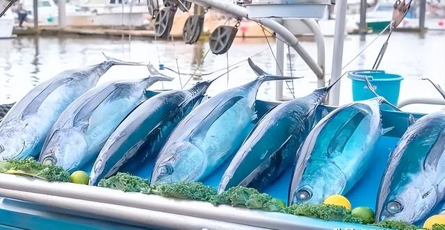 巴铁沉默21天，中国养出“白眼狼”俄朝主动开炮高市早苗得罪四国