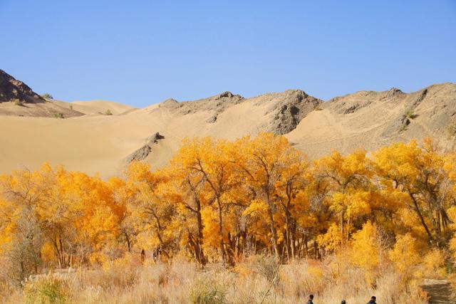 酒泉多坝沟胡杨峡，山势奇特，景色如画，隐藏着大西北的极致秋色