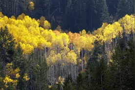 世界上最大的生物是谁？占地43.6公顷，年龄高达8万年之久？图片